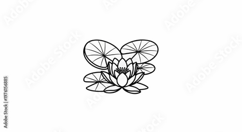 Detailed linework illustration of a single water lily with multiple lily pads floating