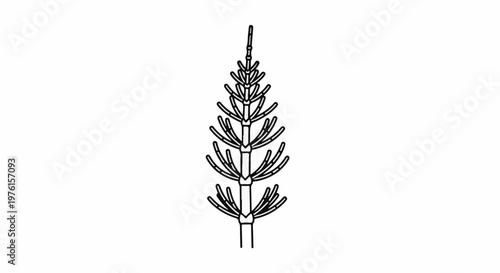A stylized line drawing of a tall, segmented horsetail plant stem