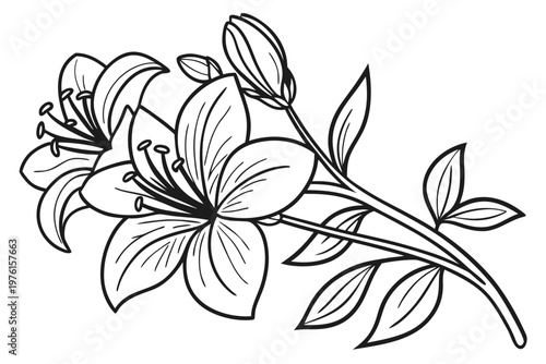 coloring page line art the violet flower black vector