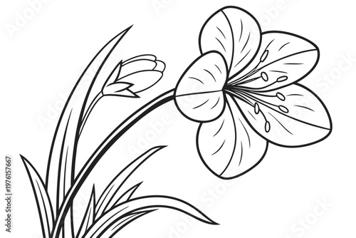 coloring page line art the violet flower black vector