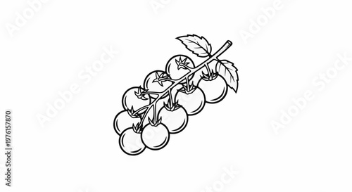 Bunch of ripe tomatoes on a vine with leaves