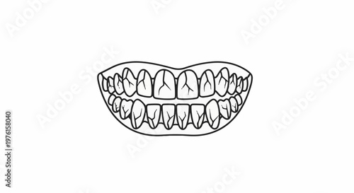 Outline drawing of a complete set of human teeth, upper and lower jaws
