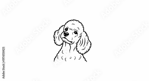 Line art portrait of a poodle with curly fur and intelligent eyes