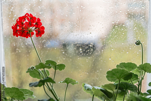 Red geranium flower on windowsill against rainy window. Potted plant blooming indoors during autumn rain.