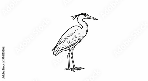 Detailed line drawing of a graceful heron standing on slender legs