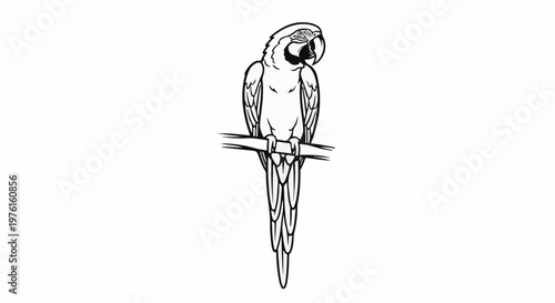 Black and white line drawing of a macaw perched on a branch