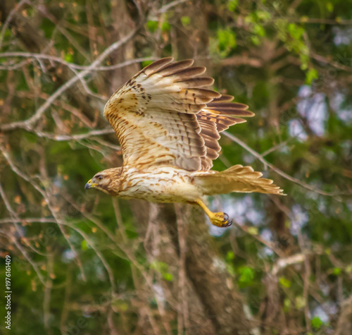 Red-shouldered hawk in flight