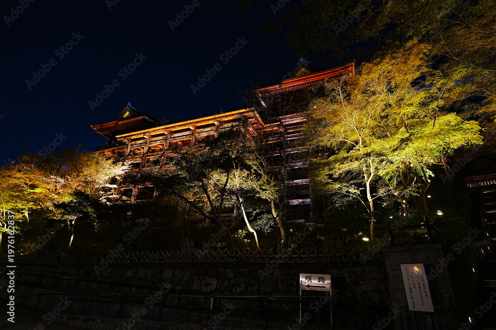 Fototapeta premium Illuminated Kiyomizu-dera Temple and full bloom Cherry Blossoms at night in Kyoto, Japan - 京都 清水寺の夜間特別拝観 満開の桜のライトアップと本堂の舞台 日本の春の絶景