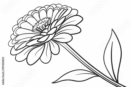 coloring page line art the zinnia flower black vector