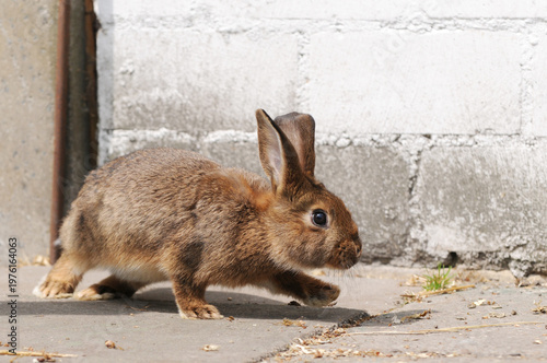 Young brown bunny running outdoors near rabbit hutch