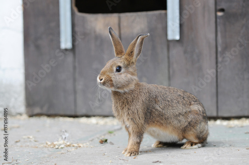 Young brown rabbit sitting in front of hutch on rural farm