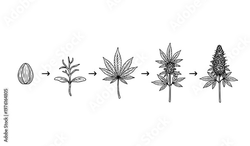 A vector graphic illustration of the growth stages of a cannabis plant