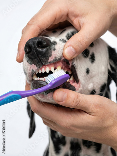 A person brushing a dog's teeth with a toothbrush
