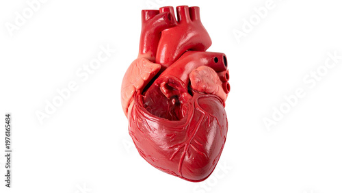 Realistic 3D illustration of human heart anatomy for medical education.