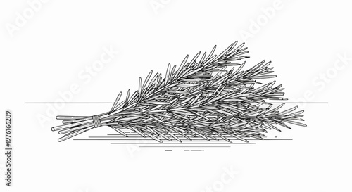 A detailed black and white illustration of a tied bundle of rosemary sprigs