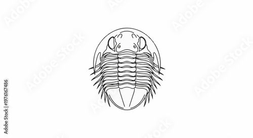 A detailed line drawing of an extinct marine arthropod, a trilobite