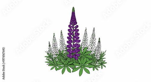A cluster of purple and white lupine flowers with green leaves on a white background