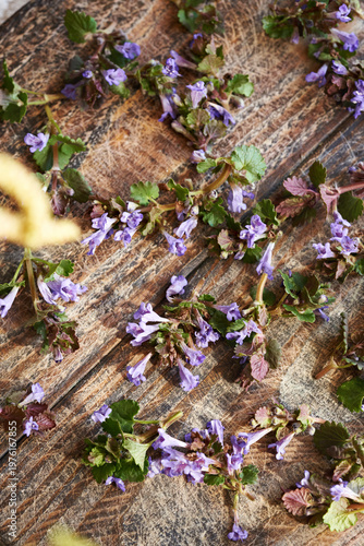 Fresh ground-ivy flowers on a wooden table. Wild edible plant harvested in spring.
