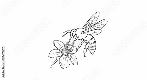 A black and white sketch of a bee collecting nectar from a delicate flower