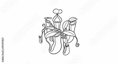 A black and white illustration of several pitcher plants with hanging leaves