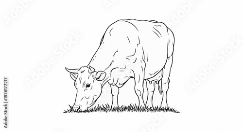 A black and white line drawing of a cow grazing on grass