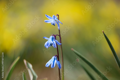 Tableau sur toile Scilla Siberica in spring park. First flowers blooming in april