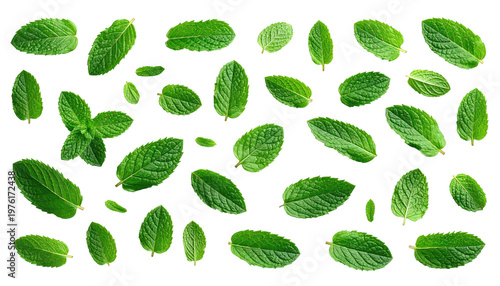 A flat lay showcases an assortment of vibrant green leaves of varying sizes against a solid black background