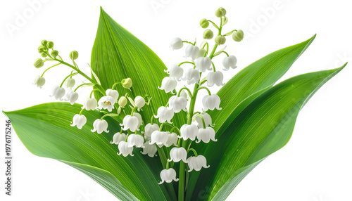 A close-up showcases a collection of delicate, white bell-shaped flowers with verdant, elongated leaves against a black backdrop