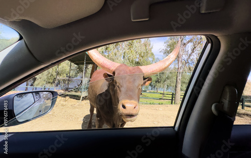 Bild auf Leinwand Bull bison in standoff with vehicle.