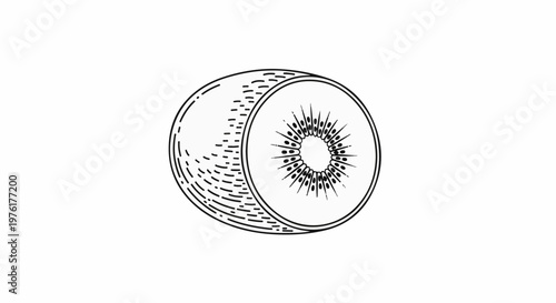 Sketch of a halved kiwi fruit showing fuzzy skin and seeded interior