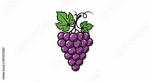 A bunch of purple grapes with green leaves and a swirling stem