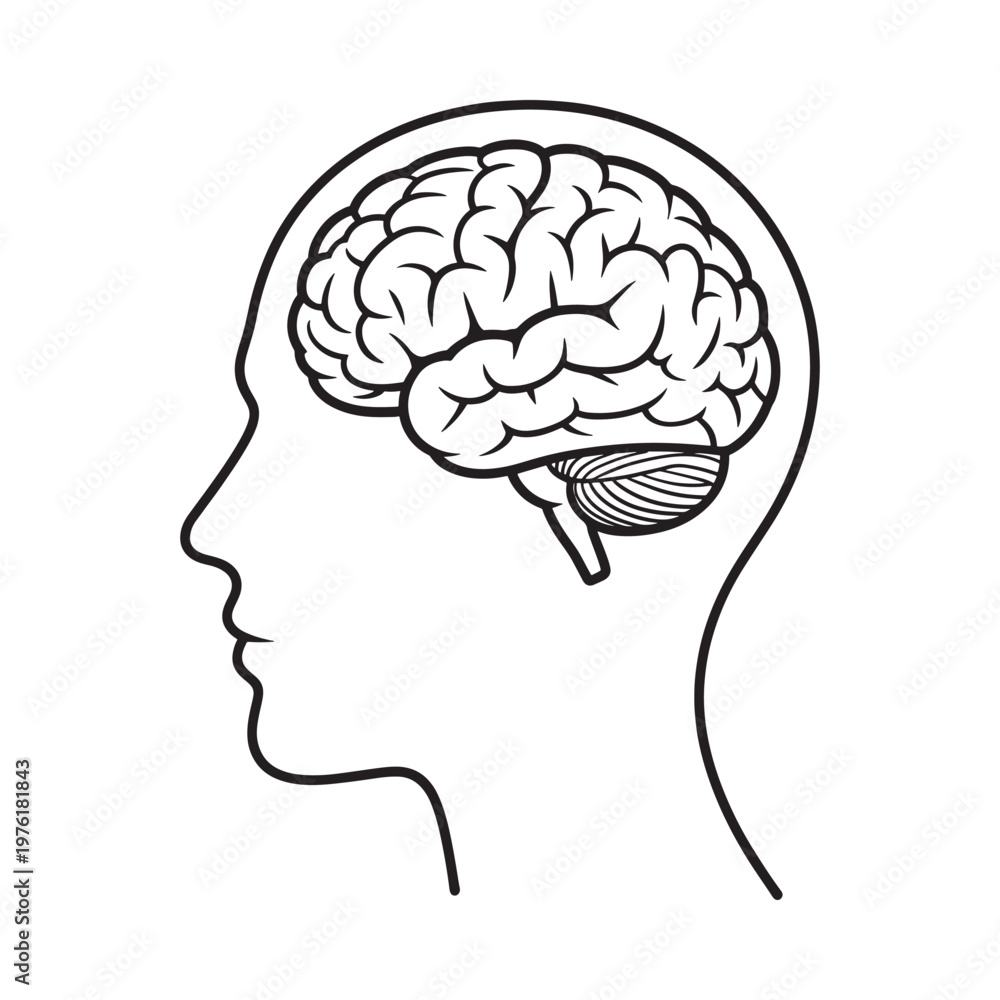 Obraz premium Line art depicting a human head in profile with a detailed brain