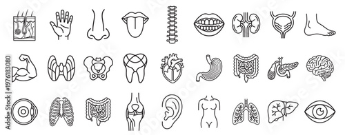 human anatomy medical icon set, organs and body parts line vector collection, healthcare and medicine symbols isolated on transparent background