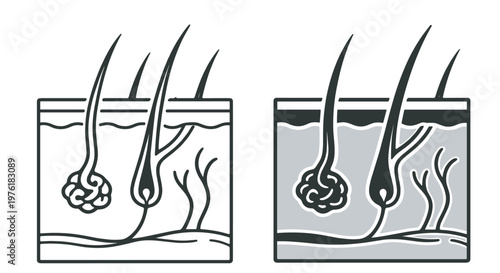 human skin and hair follicle anatomy icon, dermatology structure vector illustration, medical healthcare and biology symbol isolated on transparent background