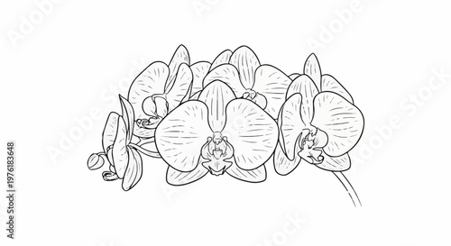 A delicate line drawing of a cluster of orchids with multiple blooms and buds