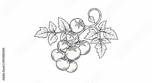 A delicate sketch of ripe tomatoes on the vine with green leaves
