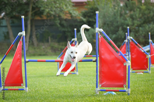 Dog is jumping over the hurdles. Amazing day on czech agility competition.	

