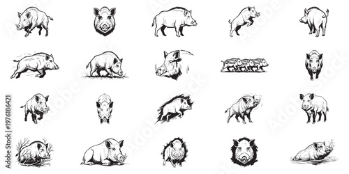 Assortment of wild boar illustrations depicting various actions.