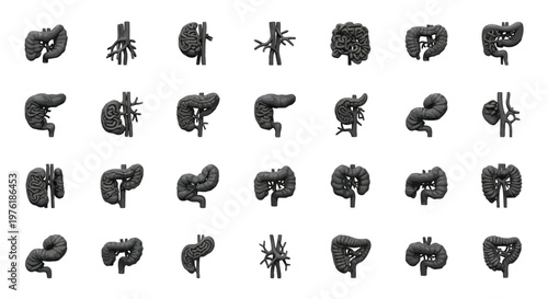 Varied medical illustrations of kidneys and associated vascular structures in different orientations Vector