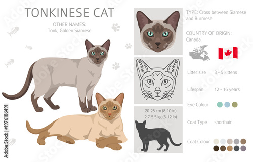 Tonkinese Cat clipart. All coat colors set.  All cat breeds characteristics infographic. Vector illustration