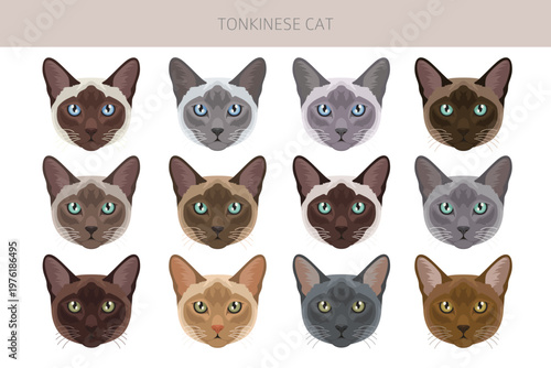 Tonkinese Cat clipart. All coat colors set.  All cat breeds characteristics infographic. Vector illustration