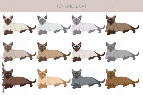 Tonkinese Cat clipart. All coat colors set.  All cat breeds characteristics infographic. Vector illustration