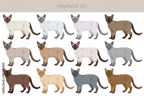 Tonkinese Cat clipart. All coat colors set.  All cat breeds characteristics infographic. Vector illustration