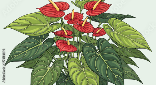 Red Anthurium Flowers and Green Leaves.