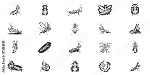 Set of artistic praying mantis illustrations and insect sketches.