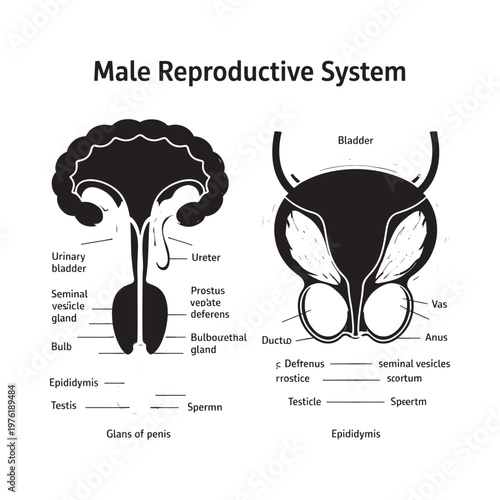 Detailed diagram illustrating the anatomy of the male reproductive system