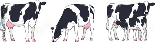 Three Holstein cow illustrations showing standing, grazing, and nursing calf positions, representing dairy farming, animal husbandry, agriculture, livestock care, and bovine behavior