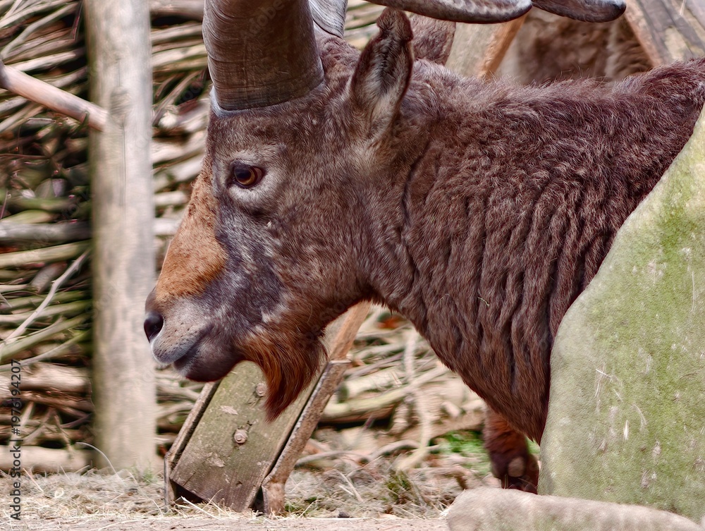 Naklejka premium Rugged adult sheep profile. Closeup of adult ram with prominent horns and earthy background