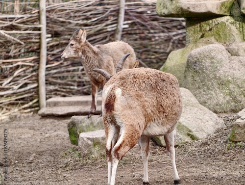 Fotografie Wild deer resting within wooden fencing scene