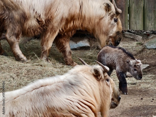 Fotografie Moving herd of adult bovines with calf